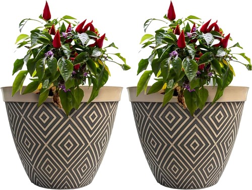 Starry sky large outdoor plant - starry,