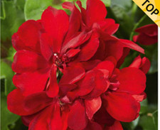 6 Trailing Geranium Ivy Leaf