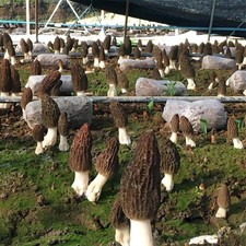- Black Morel Mushrooms Spores