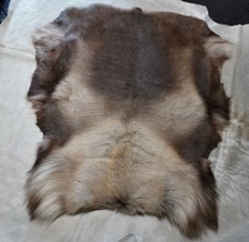 Reindeer Hide, Beautiful Tones