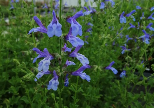 Salvia african sky - x3,