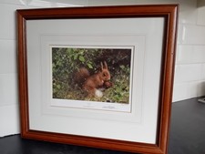 NUTS Red Squirrel David Shepherd Mounted Framed signed limited edition 60/1500