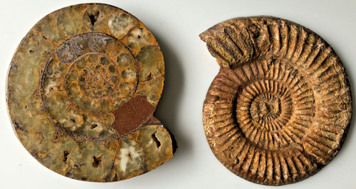 Fossil ammonite with quartz - ammonite,