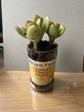 Succulent In a Cut Fever-Tree