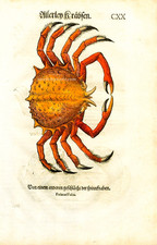 CONRAD GESNER'S SPIDER CRAB