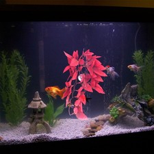 Goldfish Tank Accessories