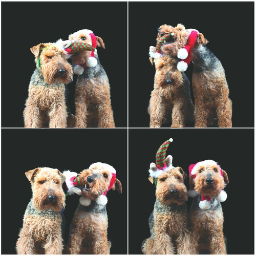 Dog christmas cards welsh - cards,