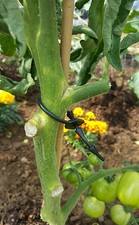 Rubber Tree Ties Soft Flexible