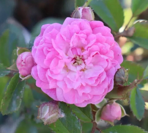 Minnehaha rambling rose - rose,