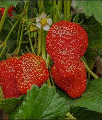 Strawberry 3 types runner - types,