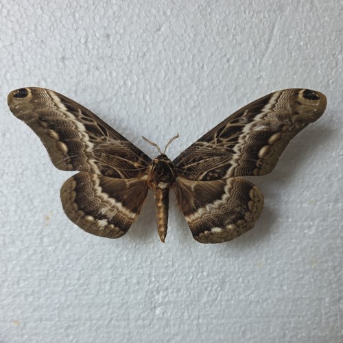 Dactyloceras lucina set - dactyloceras,