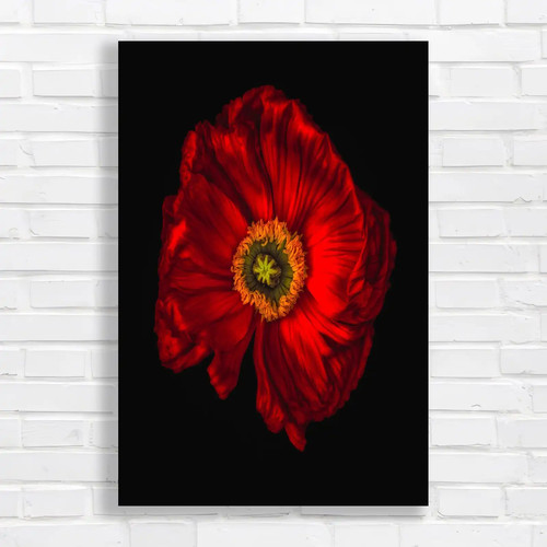 Vibrant red poppy canvas - poppy,