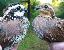 NORTHERN bobwhite quail eggs 12