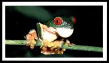 Grandee Disappearing Rain Forest 1991 - Red-Eyed Tree Frog No. 19