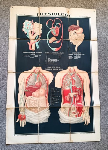 Large vintage anatomical chart - anatomical,