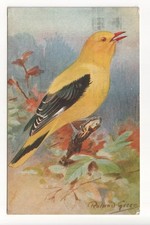 Birds - Golden Oriole - 1926