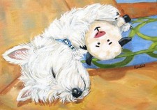 West Highland Terrier WESTIE