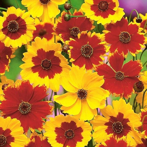 Coreopsis tinctoria tall - tinctoria,