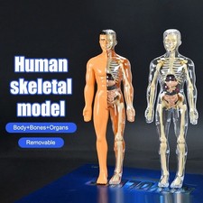 3D Human Body Torso Model For