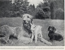 IRISH WOLFHOUND DACHSHUND & BABY GOAT ENCHANTING OLD ORIGINAL 1930'S DOG PRINT