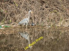 Photo 12x8 Heron, River Lee