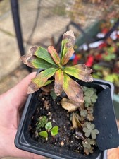 Kindred Spirit Oak tree