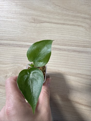 Alocasia cucullata young - alocasia,