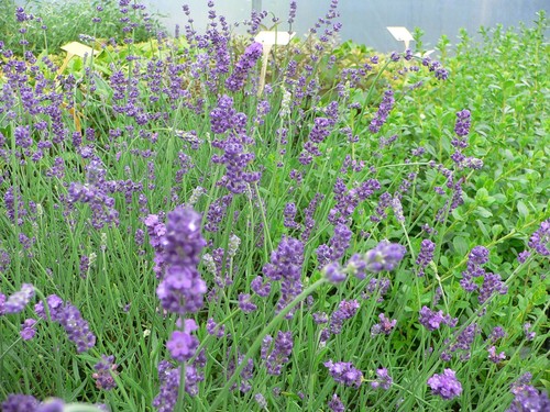 Lavender english angustifolia - lavender,