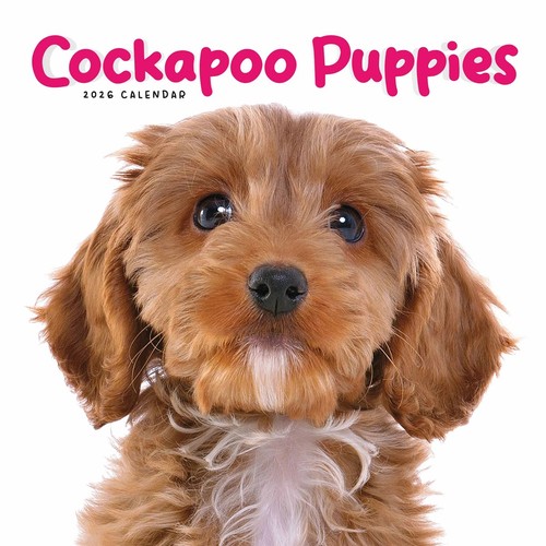 Cockapoo puppies mini calendar - cockapoo,