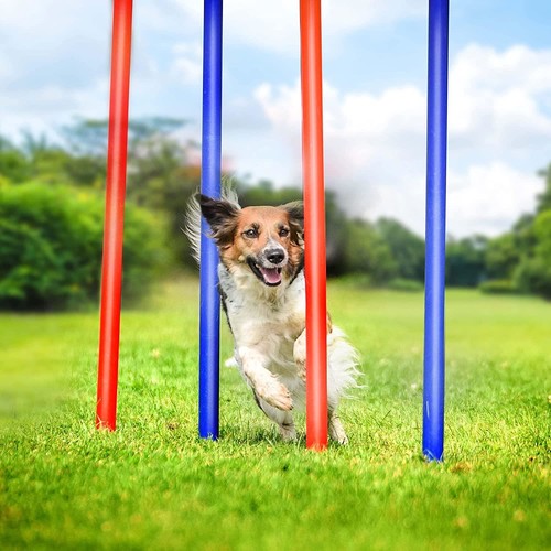 Dog agility obstacle - obstacle, set