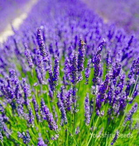 Lavender common english 1200 - common,