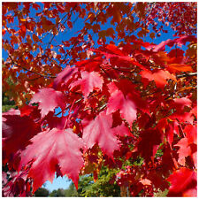 1 Acer rubrum / Red Maple 2-3ft Tall Tree, Stunning Autumn Colours