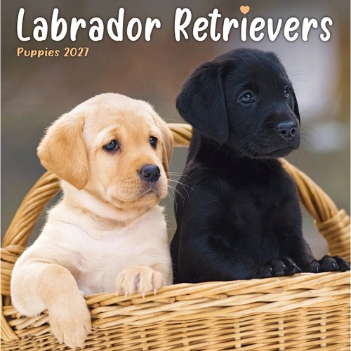 Labrador retriever puppies - retriever,