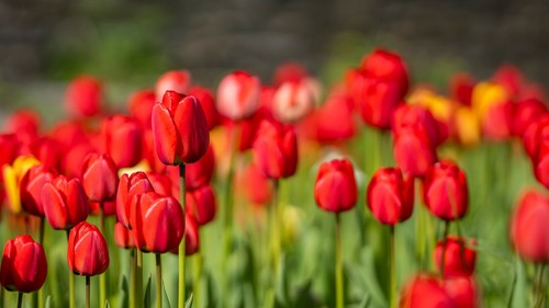 Red darwin hybrid tulip - red, bulbs