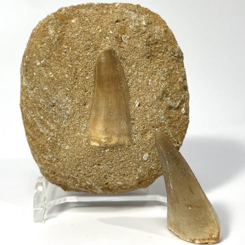 Large mosasaur tooth bundle - large,