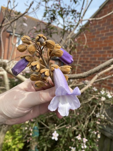 Paulownia tomentosa empress - paulownia, ,empress