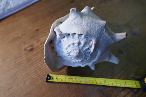 Large sea shell - sea, a