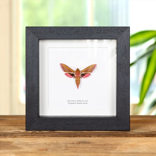 Taxidermy elephant hawk moth - elephant, hawk-moth