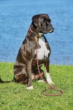 WeatherBeeta Rope Leather Dog