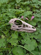 1:1 Microraptor Gui Skull Replica - Dinosaur - Life Size - Prop