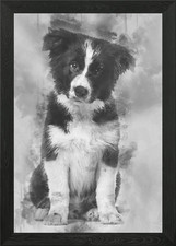Border Collie puppy 17 wee