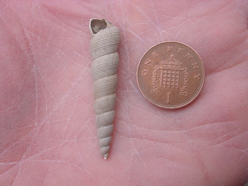 Bartonian eocene haustator - bartonian,