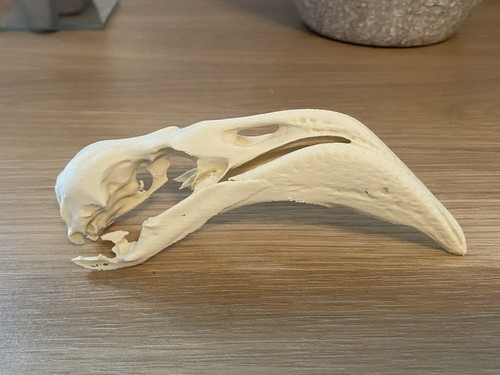 Replica flamingo skull - replica,