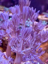 Xenia Coral Frag – Pulsing