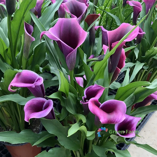 Bulb zantedeschia hybrida - zantedeschia,