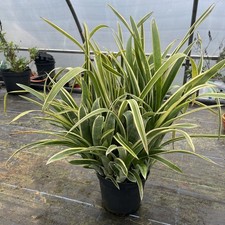 Bilbergia Nutans Variegata -