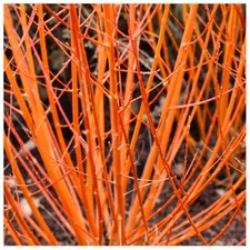5 Common Dogwood Plants / Cornus Sanguinea 40-60cm Tall,Stunning Winter Colours