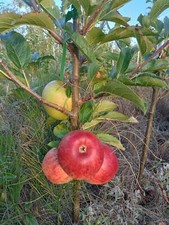 English grown multi FAMILY