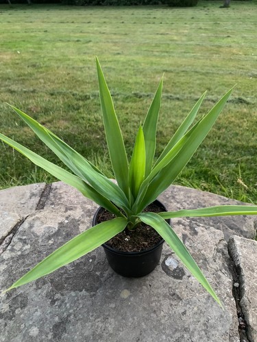 Yucca elephantipes indoor - yucca,