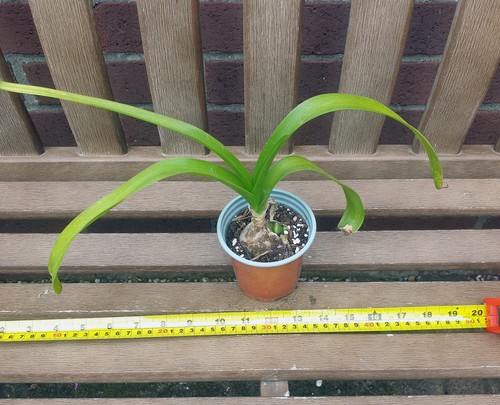Ornithogalum caudatum young - ornithogalum, caudatum.